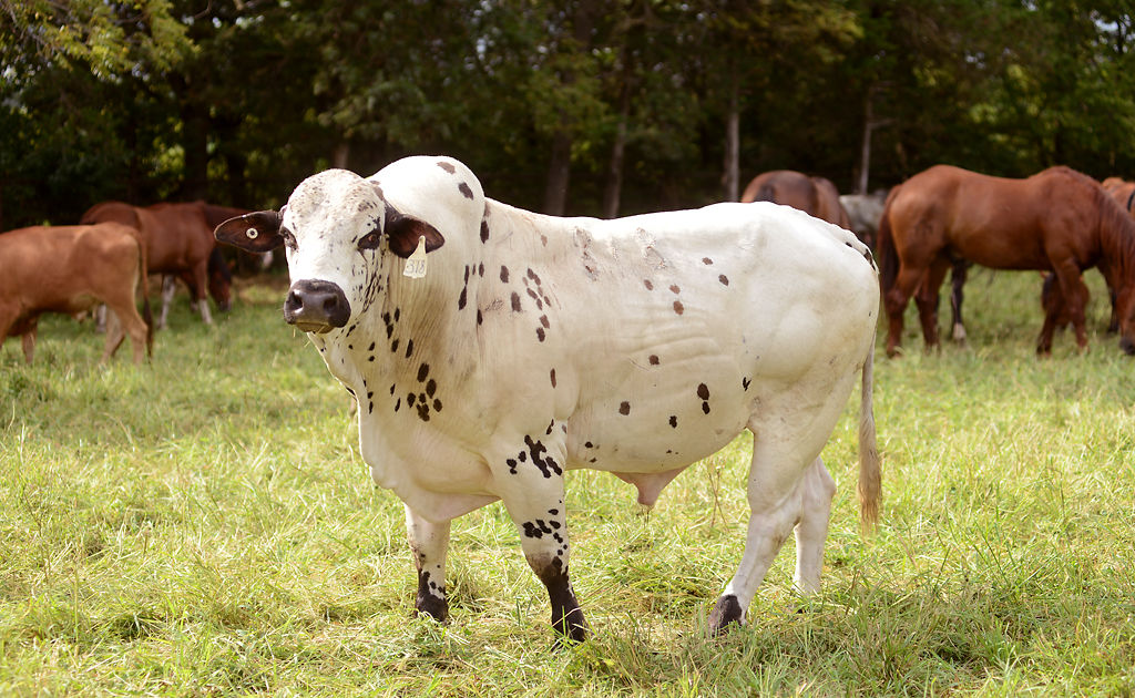 A bull stands in a field at the Cedar Valley Riders Saddle Club Arena